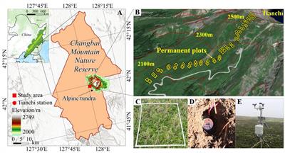 Soil nutrient content dominates short-term vegetation changes in alpine tundra of Changbai Mountains